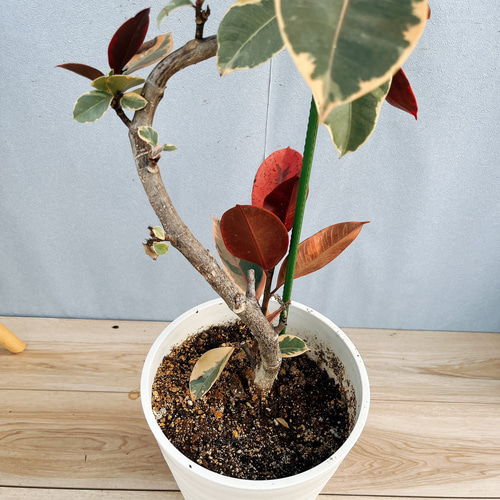 超格安価格 8号 曲がり フィカスルビー 現品］10番 観葉植物 おしゃれ 室内 フィカス