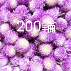 カワラハハコ ドライフラワー 200g 雄花 ドライフラワー Fine 通販