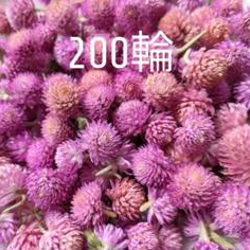 カワラハハコ ドライフラワー 200g 雄花 ドライフラワー Fine 通販