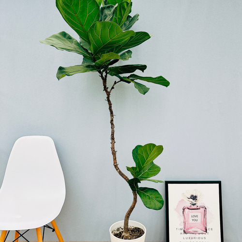 現品］D ビッグサイズ！ カシワバゴムノキ フィカス リラータ 曲がり 8