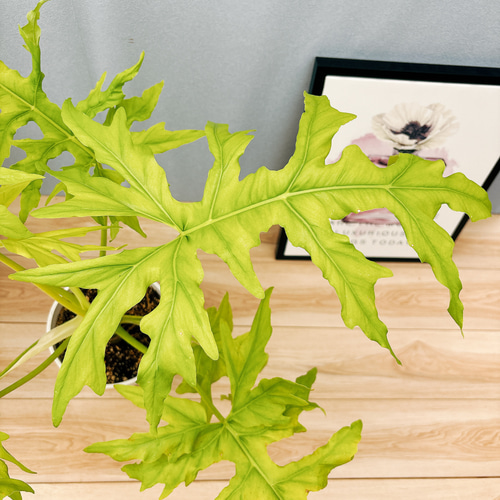 現品］【希少】C フィロデンドロン セローム ゴールドリーフ 7号 観葉