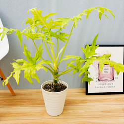 現品］【希少】C フィロデンドロン セローム ゴールドリーフ 7号