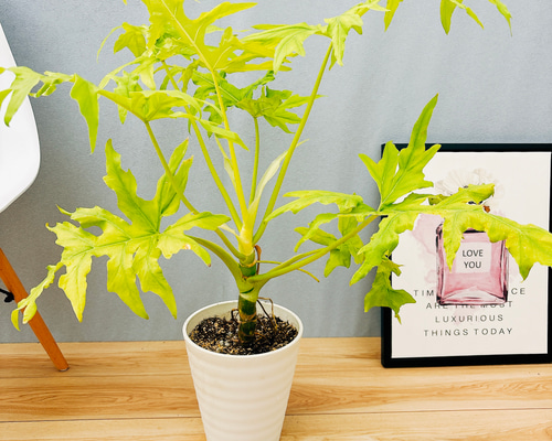 フィロデンドロン　セローム　ゴールドリーフ【現品】観葉植物　室内 現品］【希少】C フィロデンドロン セローム ゴールドリーフ 7号