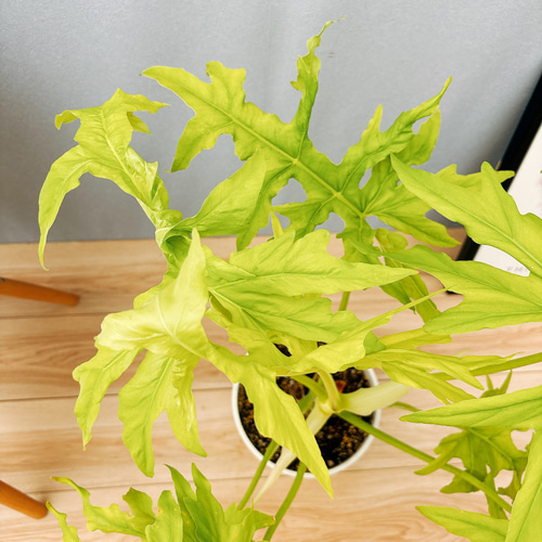 幹立ち フィロデンドロン セローム ゴールドリーフ　ファイバー鉢 お皿付き 幹立ち フィロデンドロン セローム ゴールドリーフ ファイバー鉢