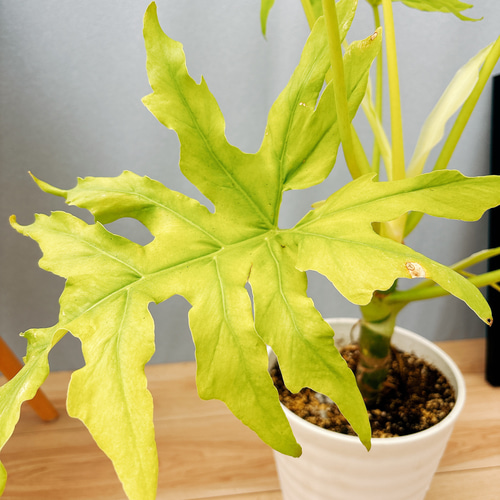 現品］【希少】C フィロデンドロン セローム ゴールドリーフ 7号 観葉