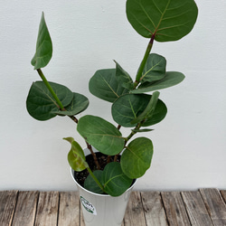 アムステルダムキング＊フィカス＊ゴムの木＊観葉植物＊曲がりの観葉