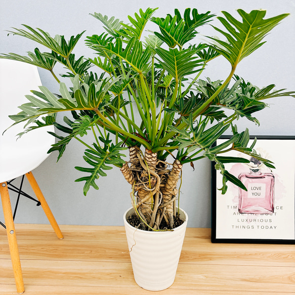 現品　フィロデンドロン　ジャイアントザナドゥ　3番　幹上がり　ドライガーデン 現品 フィロデンドロン ジャイアントザナドゥ 3番 幹上がり