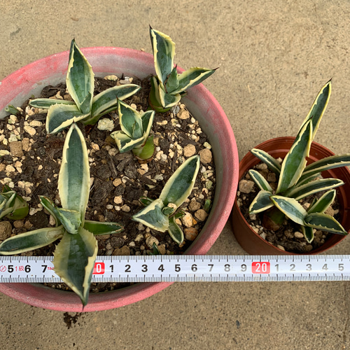 アガベアメリカーナ斑入り抜き苗 多肉植物 多肉と雑貨 みどりのゆび  