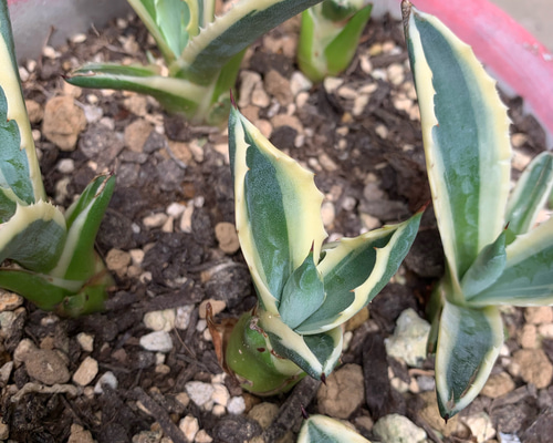 アガベアメリカーナ斑入り抜き苗 多肉植物 多肉と雑貨 みどりのゆび