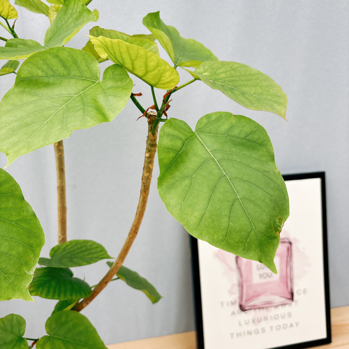 【最高等級❤︎S字】フィカス ウンベラータ 曲がり ゴムの木 楽天市場】フィカス ウンベラータ 曲がり S字 仕立て ゴムの木