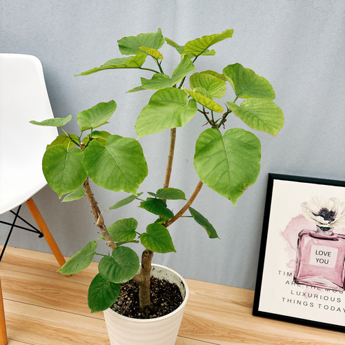 【最高等級❤︎S字】フィカス ウンベラータ 曲がり ゴムの木 楽天市場】フィカス ウンベラータ 曲がり S字 仕立て ゴムの木