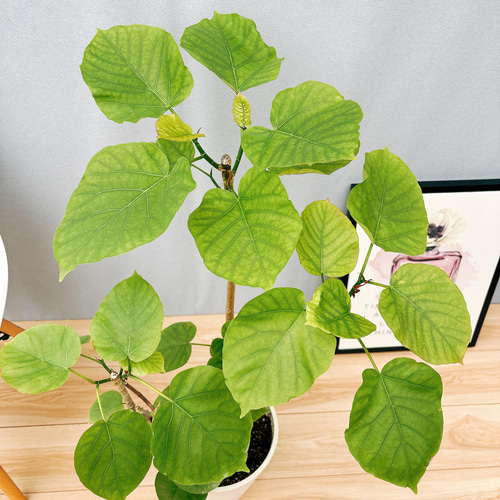 現品］12番 フィカス ウンベラータ S字 8号 観葉植物 大型 室内