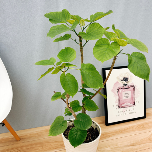 現品］12番 フィカス ウンベラータ S字 8号 観葉植物 大型 室内 ゴムの