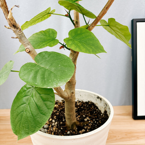 現品］12番 フィカス ウンベラータ S字 8号 観葉植物 大型 室内