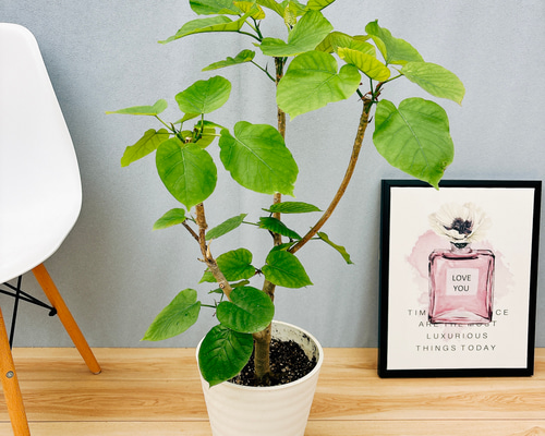 f6149dc1fb4efe22c517ade0962a11