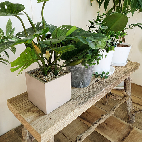 古足場板と流木 GardenTable ＆ Bench ｜観葉植物スタンド プランター