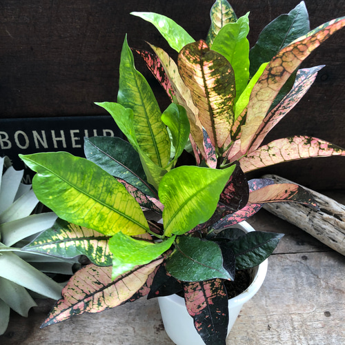 アケボノ♡クロトン♡カラフルな観葉植物♡インテリア アートフラワー