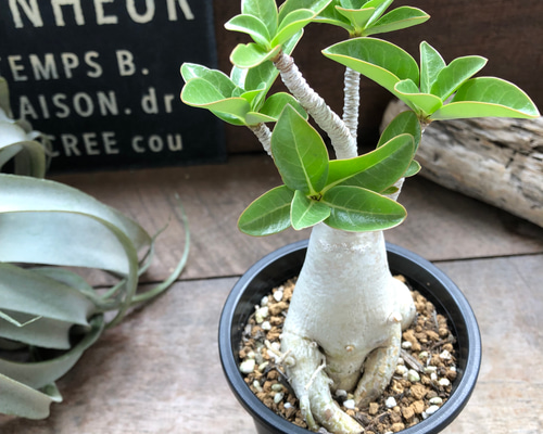 m*a様 アデニウム（Bラベル）　大株　塊根植物　砂漠のバラ　多肉植物 m*a様 アデニウム（Bラベル） 大株 塊根植物 砂漠のバラ 多肉