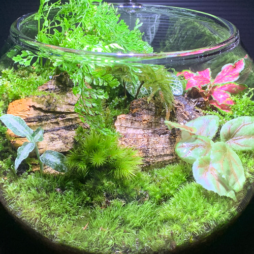256 苔アート 苔テラリウム ジュエルオーキッド 完成品 256 苔アート 苔テラリウム ジュエルオーキッド 完成品