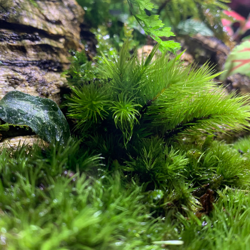 Amazon.co.jp: No.295 苔アート 苔テラリウム ジュエル