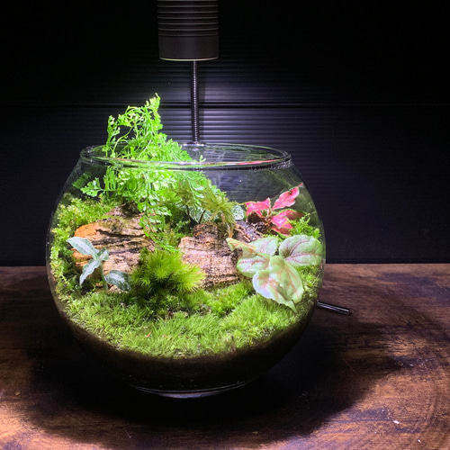256 苔アート 苔テラリウム ジュエルオーキッド 完成品 256 苔アート 苔テラリウム ジュエルオーキッド 完成品