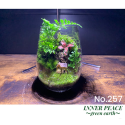 257 苔アート 苔テラリウム 完成品 テラリウム ✴︎green earth