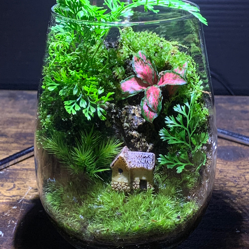 257 苔アート 苔テラリウム 完成品 テラリウム ✴︎green earth