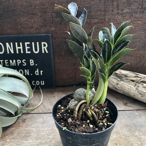 ザミオクルカスダークザミクロ　第４種発送 園芸ネット本店｜ザミオクルカス：ダークザミクロ 4号ポット の通販