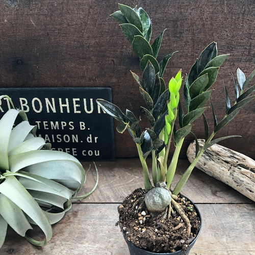 ザミオクルカスダークザミクロ　第４種発送 園芸ネット本店｜ザミオクルカス：ダークザミクロ 4号ポット の通販