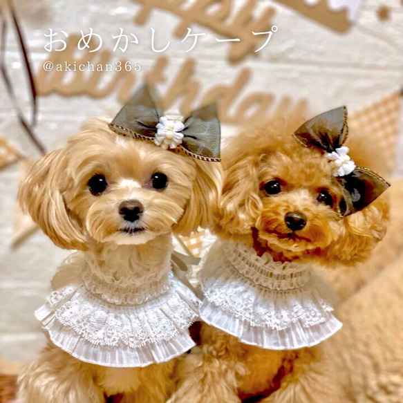 おめかし3wayケープ（誕生日、つけ襟、スタイ、犬、猫、うさぎ