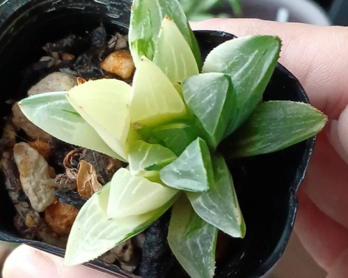 高級苗‼️ 多肉植物(韓国苗) ハオルチア ハイデルベルゲンシス錦