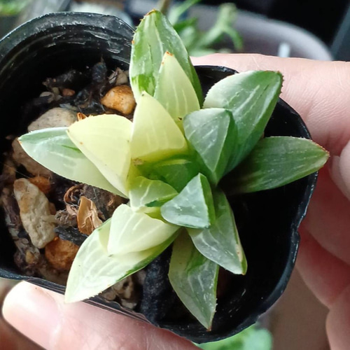 高級苗‼️ 多肉植物(韓国苗) ハオルチア ハイデルベルゲンシス錦