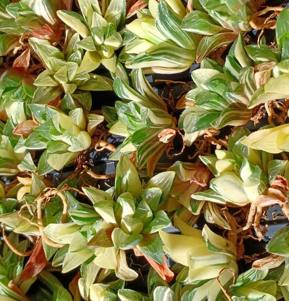 高級苗‼️ 多肉植物(韓国苗) ハオルチア ハイデルベルゲンシス錦 高級苗‼️ 多肉植物(韓国苗) ハオルチア ハイデルベルゲンシス錦