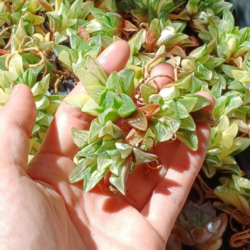 33d ハオルチア　多肉植物　南亜の星錦　自家繁殖 33d ハオルチア 多肉植物 南亜の星錦 自家繁殖 33d ハオルチア