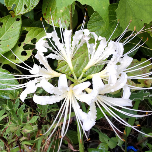 リコリス【真夏のクリスマス ホウディシェリー】気高くインパクトある