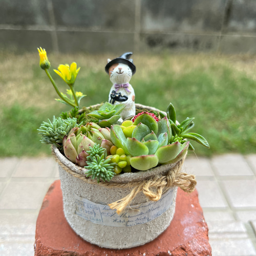 そのまま飾れる多肉植物寄せ植えネコちゃん管理書付