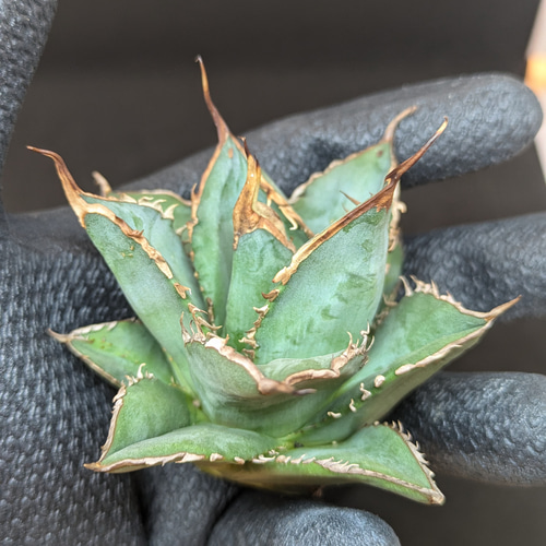アガベ チタノタ 海王 コンパクト 多肉植物 SAWAFARM【サワ