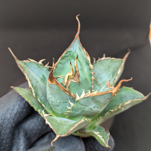 アガベ チタノタ 海王 コンパクト 多肉植物 SAWAFARM【サワ