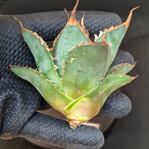 アガベ チタノタ 海王 コンパクト 多肉植物 SAWAFARM【サワ