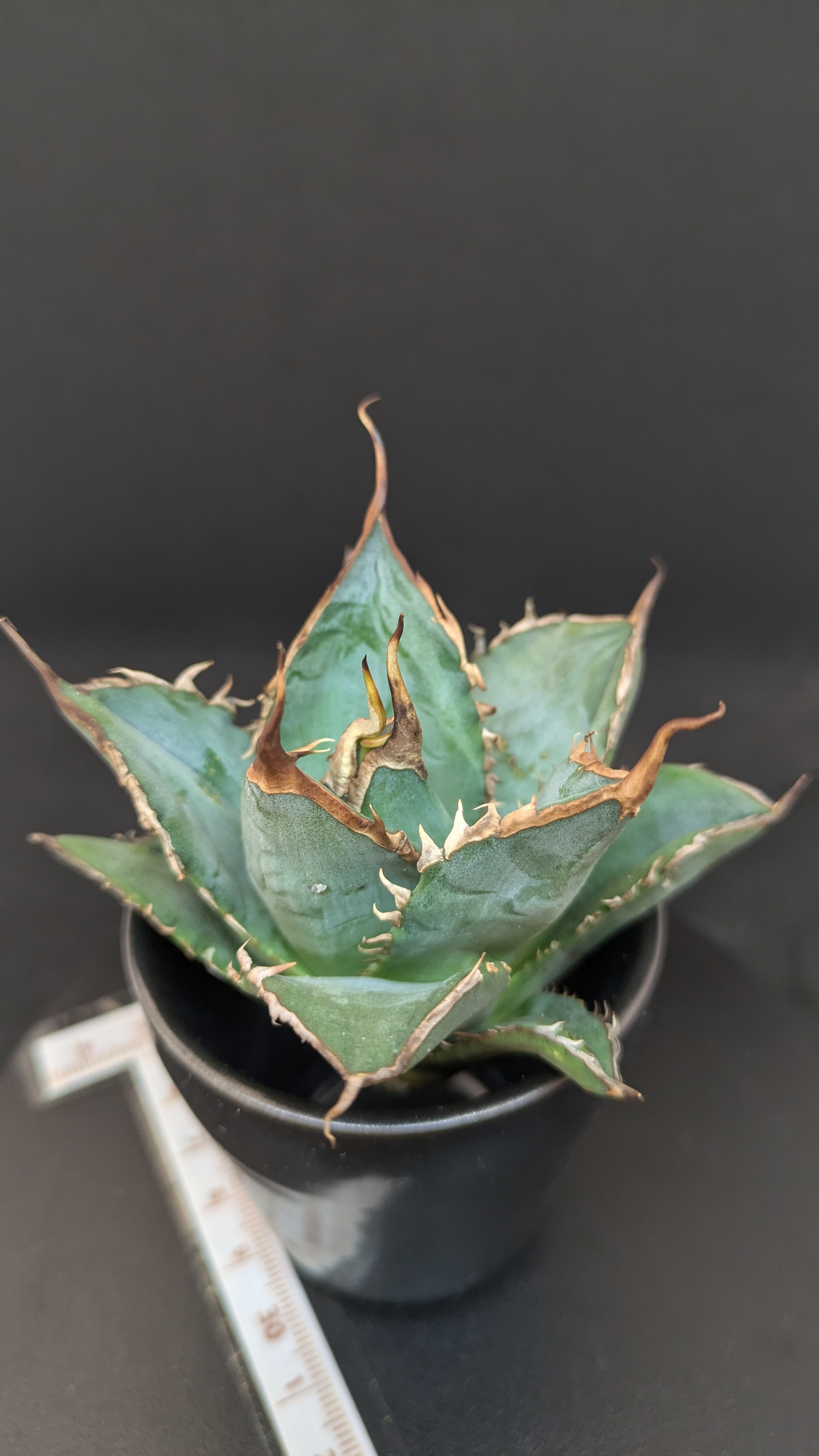 アガベ チタノタ 海王 ウッドプランター (ハードウッド製