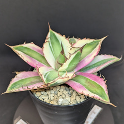 多肉植物 アガベ　チタノタ　スナグルトゥース 美株 5株同梱 発根済 楽天市場】観葉植物/[ザ・ファームセレクト][送料無料]アガベ