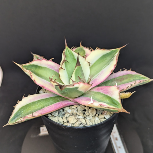 アガベ チタノタ 暴牙 スナグルトゥース 多肉植物 SAWAFARM【サワ