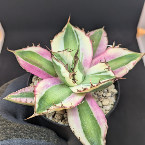 アガベ チタノタ 暴牙 スナグルトゥース 多肉植物 SAWAFARM