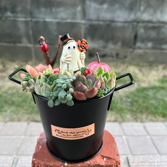 多肉寄せ植え✿くまちゃん✿そのまま飾れます e4f9859e85db455f553a6daef921fe