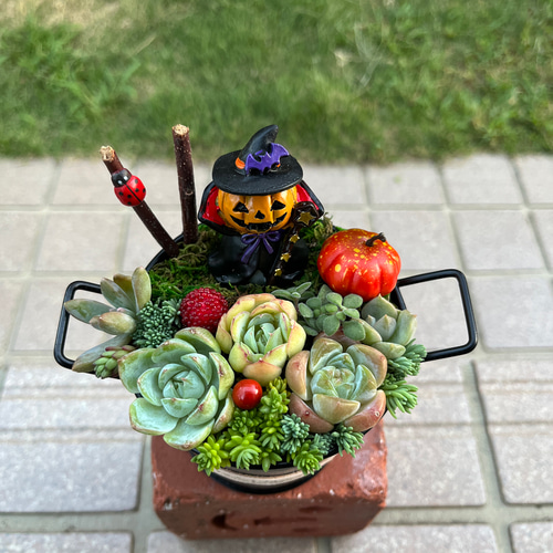 ☆送料無料☆♡そのまま飾れる♡ハロウィンの多肉植物寄せ植え