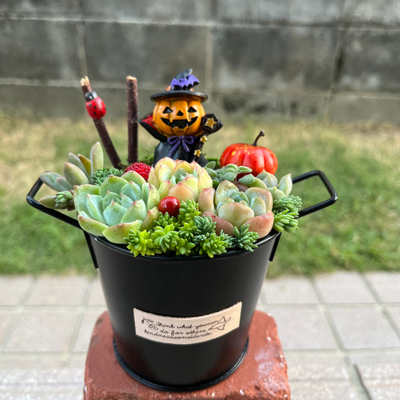 ☆送料無料☆♡そのまま飾れる♡ハロウィンの多肉植物寄せ植え