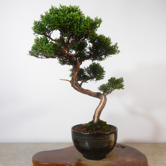 買い時　真柏　天神　骨良 買い時 真柏 天神 骨良 - メルカリ