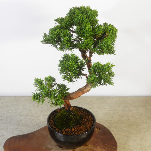 ☆ENGEI ichioki☆真柏・小品盆栽・03◇形良好な一品です◇ その他