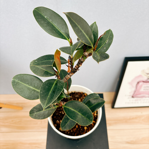Amazon｜観葉植物 本物 フィカス・バーガンディ 7号鉢 曲がり樹