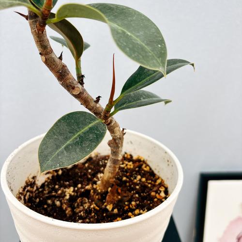 Amazon｜観葉植物 本物 フィカス・バーガンディ 7号鉢 曲がり樹